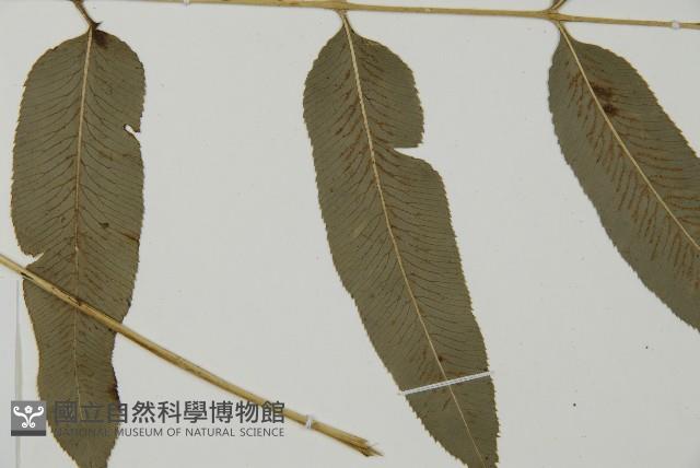 華鳳丫蕨藏品圖，第3張