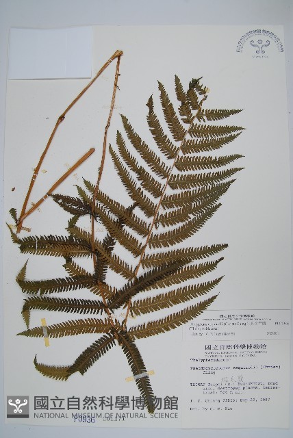 斜葉金星蕨藏品圖，第3張