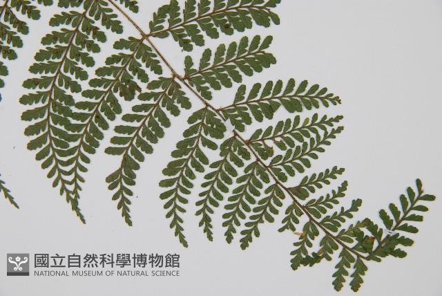 紅線蕨藏品圖，第3張