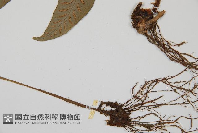 網脈雙蓋蕨藏品圖，第3張