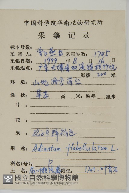 扇葉鐵線蕨藏品圖，第2張