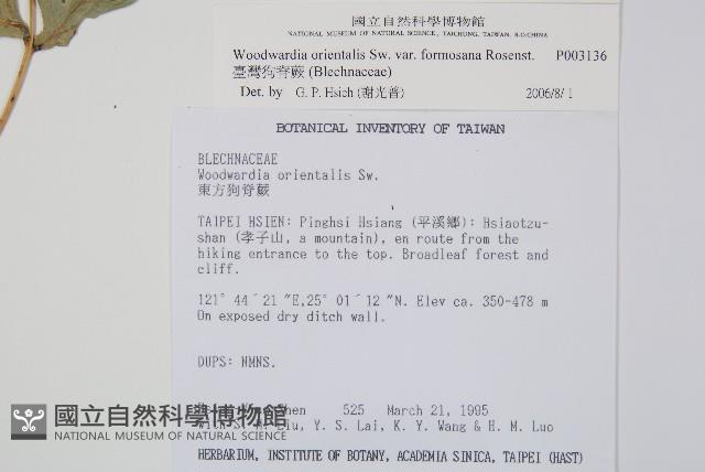 臺灣狗脊蕨藏品圖，第2張