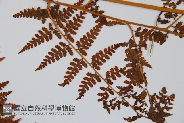 華南鱗蓋蕨藏品圖，第3張