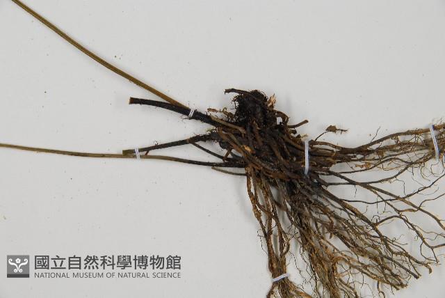 隱脈細柄雙蓋蕨藏品圖，第3張