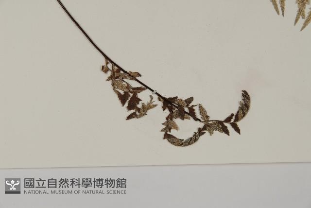 粉葉蕨藏品圖，第3張