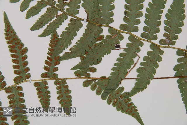東洋蹄蓋蕨藏品圖，第3張