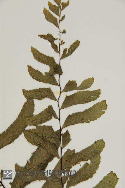 剪葉鐵角蕨藏品圖，第2張