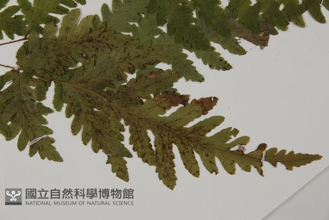 薄葉三叉蕨藏品圖，第3張