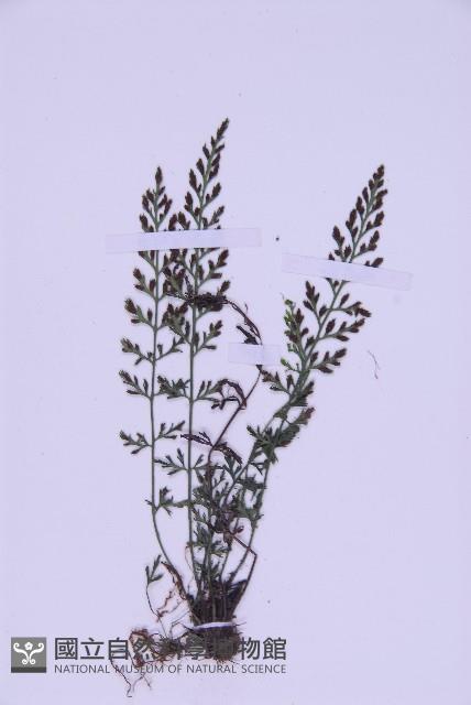 北京鐵角蕨藏品圖，第3張