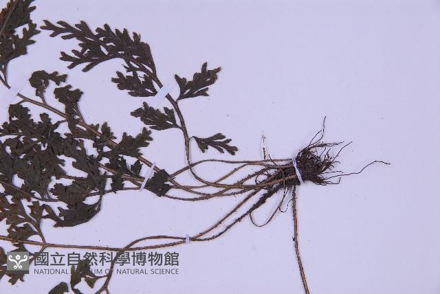 尖葉鐵角蕨藏品圖，第3張