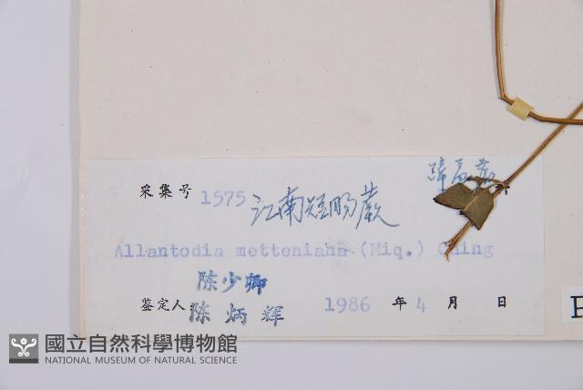 江南短腸蕨藏品圖，第3張