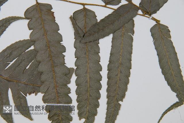 毛柄短腸蕨藏品圖，第3張