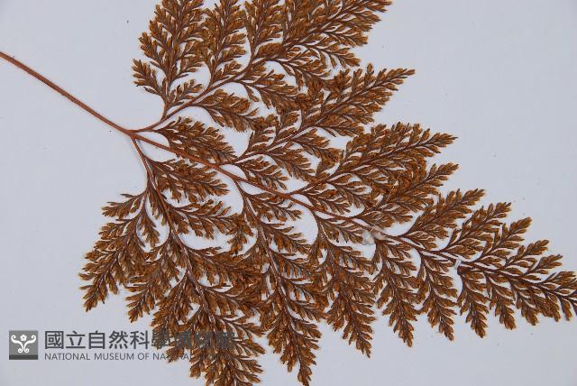 海州骨碎補藏品圖，第3張