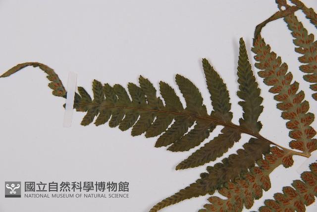 假蹄蓋蕨藏品圖，第6張