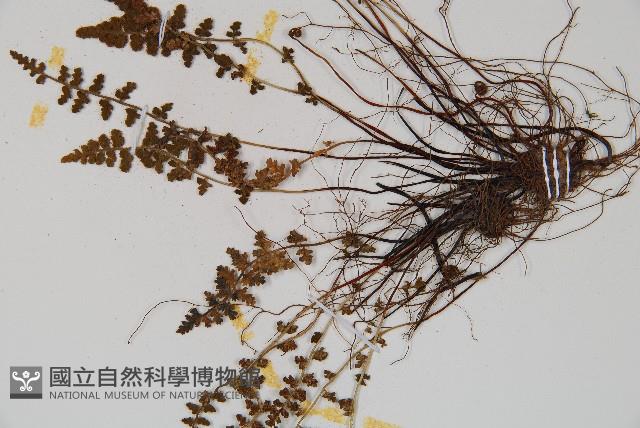 小葉鐵角蕨藏品圖，第3張
