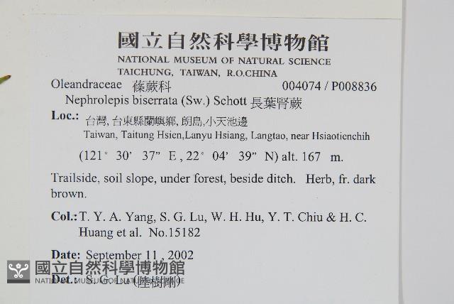 長葉腎蕨藏品圖，第2張