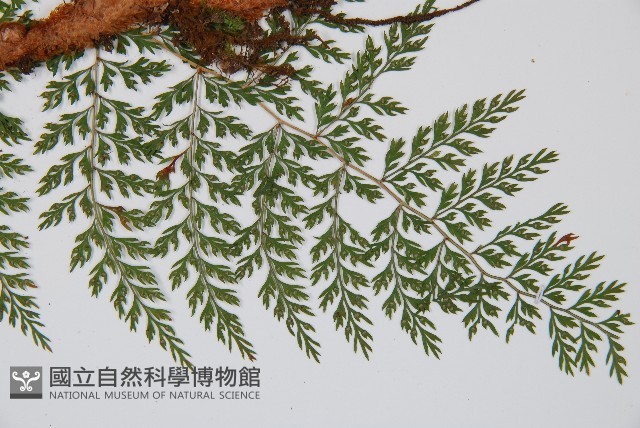 小膜蓋蕨藏品圖，第3張