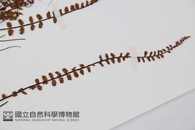 鐵角蕨藏品圖，第3張