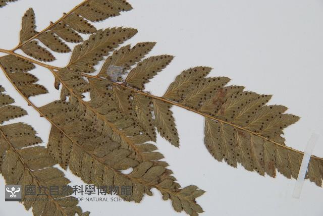 細葉複葉耳蕨藏品圖，第3張