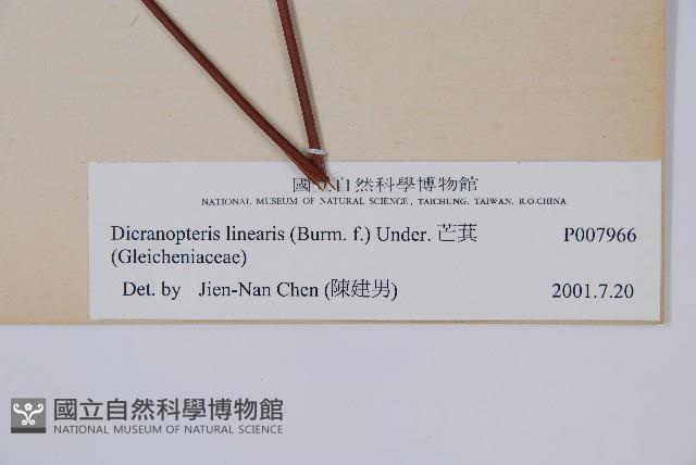 芒萁藏品圖，第2張