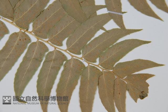 貫眾蕨藏品圖，第2張