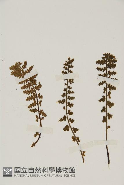 西北鐵角蕨藏品圖，第3張