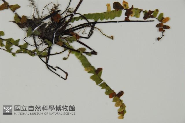 登錄號:P009666藏品圖，第3張