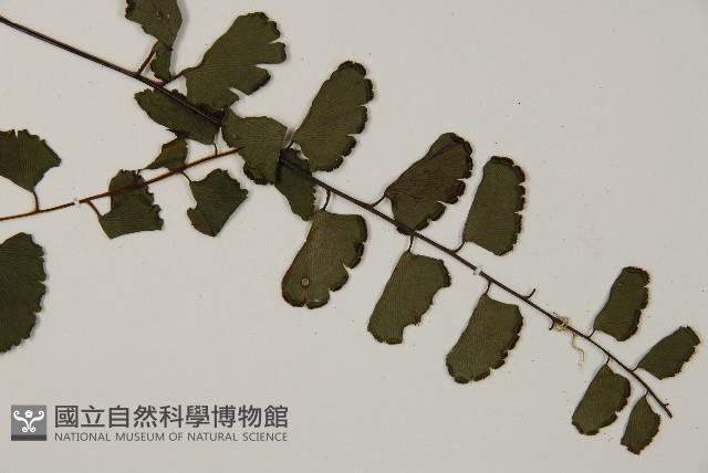 翅柄鐵線蕨藏品圖，第3張