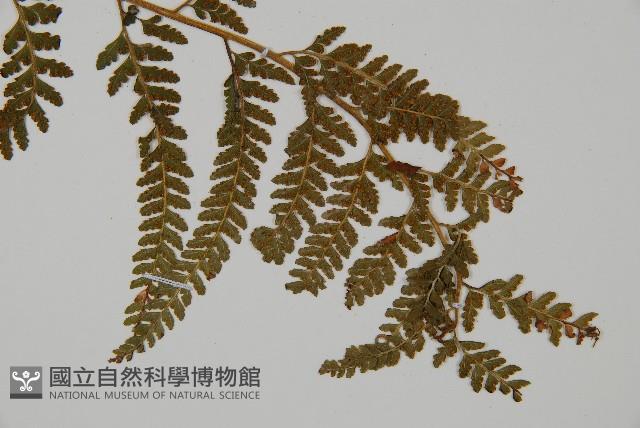 亞粗毛鱗蓋蕨藏品圖，第3張