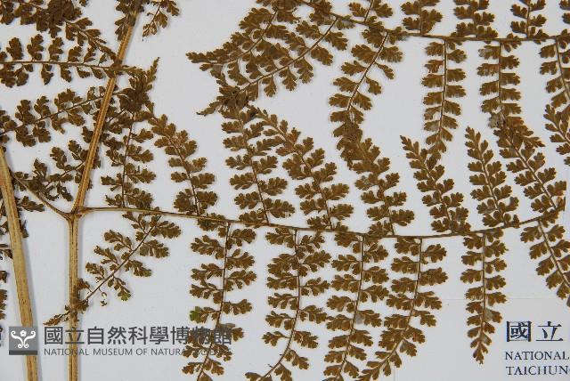 稀子蕨藏品圖，第3張