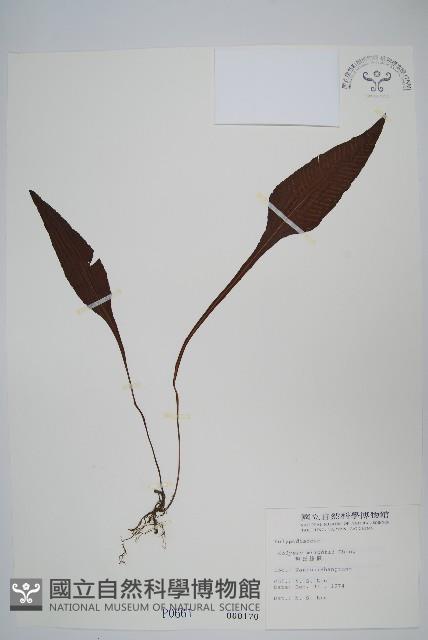 小苞鱗毛蕨藏品圖，第3張