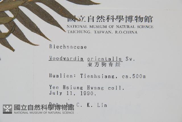 臺灣狗脊蕨藏品圖，第2張