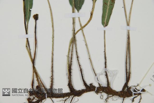 單葉雙蓋蕨藏品圖，第3張