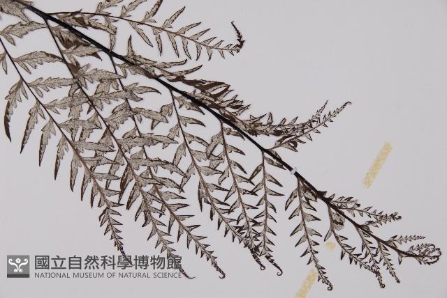 粉葉蕨藏品圖，第3張