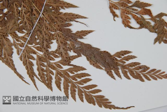 登錄號:P005566藏品圖，第3張