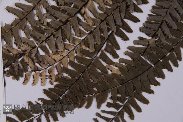 灰背鐵線蕨藏品圖，第3張