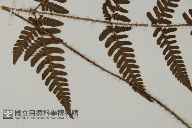 愛德氏肋毛蕨藏品圖，第3張