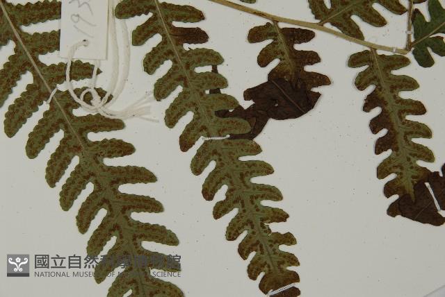 黃腺羽蕨藏品圖，第3張