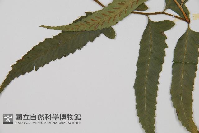 鋸齒雙蓋蕨、線葉雙蓋蕨、刺鱗雙蓋蕨藏品圖，第3張