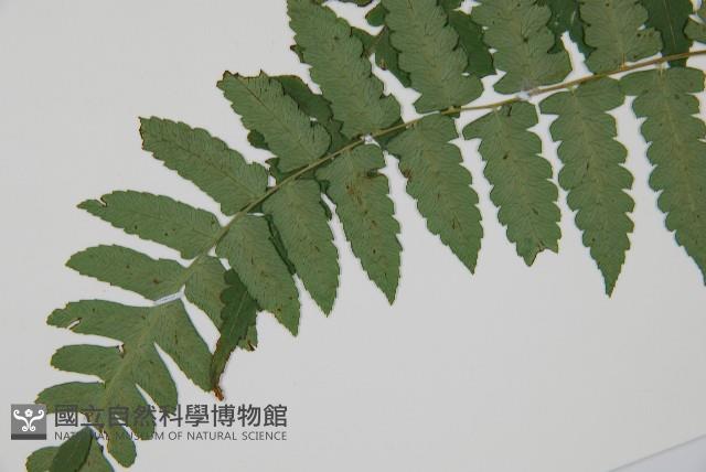 琉球雙蓋蕨藏品圖，第3張