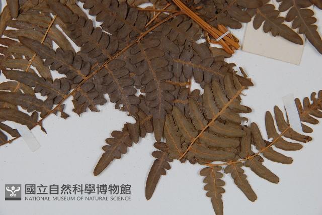 蕨藏品圖，第3張