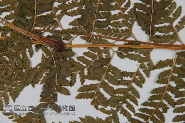 粗毛鱗蓋蕨藏品圖，第3張