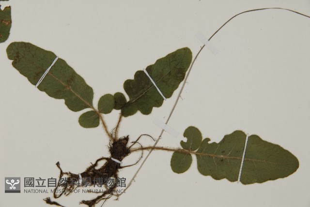 地耳蕨藏品圖，第3張