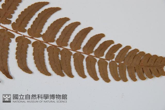 闊鱗鱗毛蕨藏品圖，第3張
