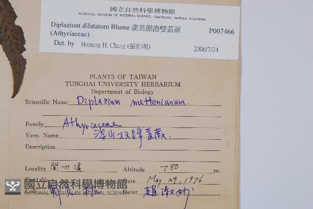 廣葉鋸齒雙蓋蕨藏品圖，第2張