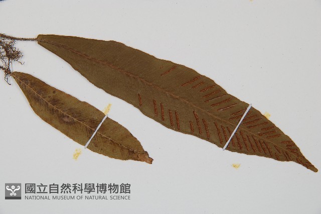 單葉雙蓋蕨藏品圖，第3張