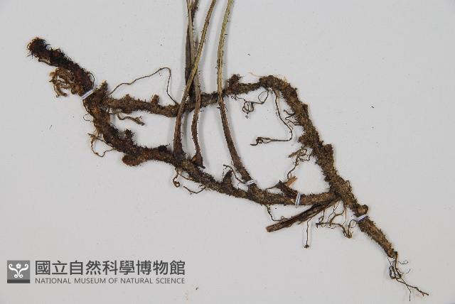 單葉雙蓋蕨藏品圖，第2張