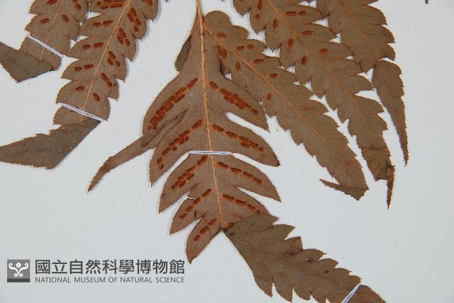 日本狗脊蕨藏品圖，第3張