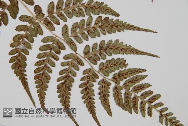 倉田氏蹄蓋蕨藏品圖，第6張