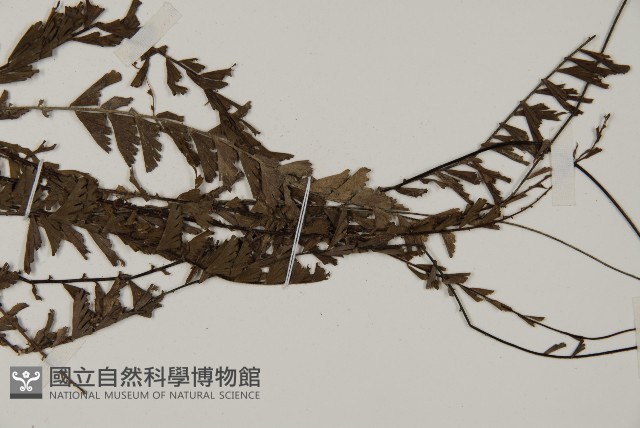 鞭葉鐵線蕨藏品圖，第3張